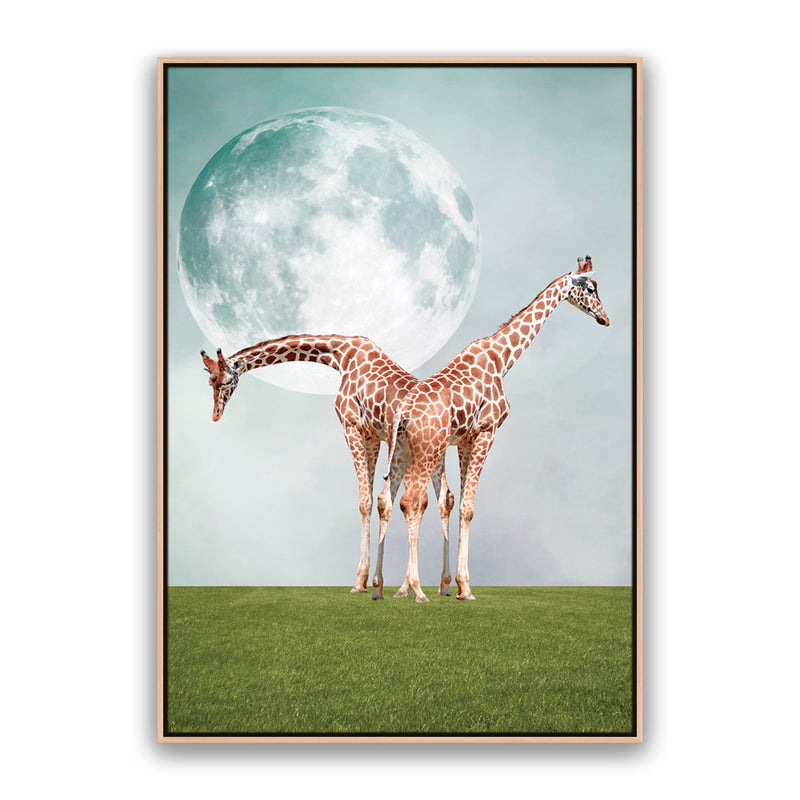 Two Giraffe's