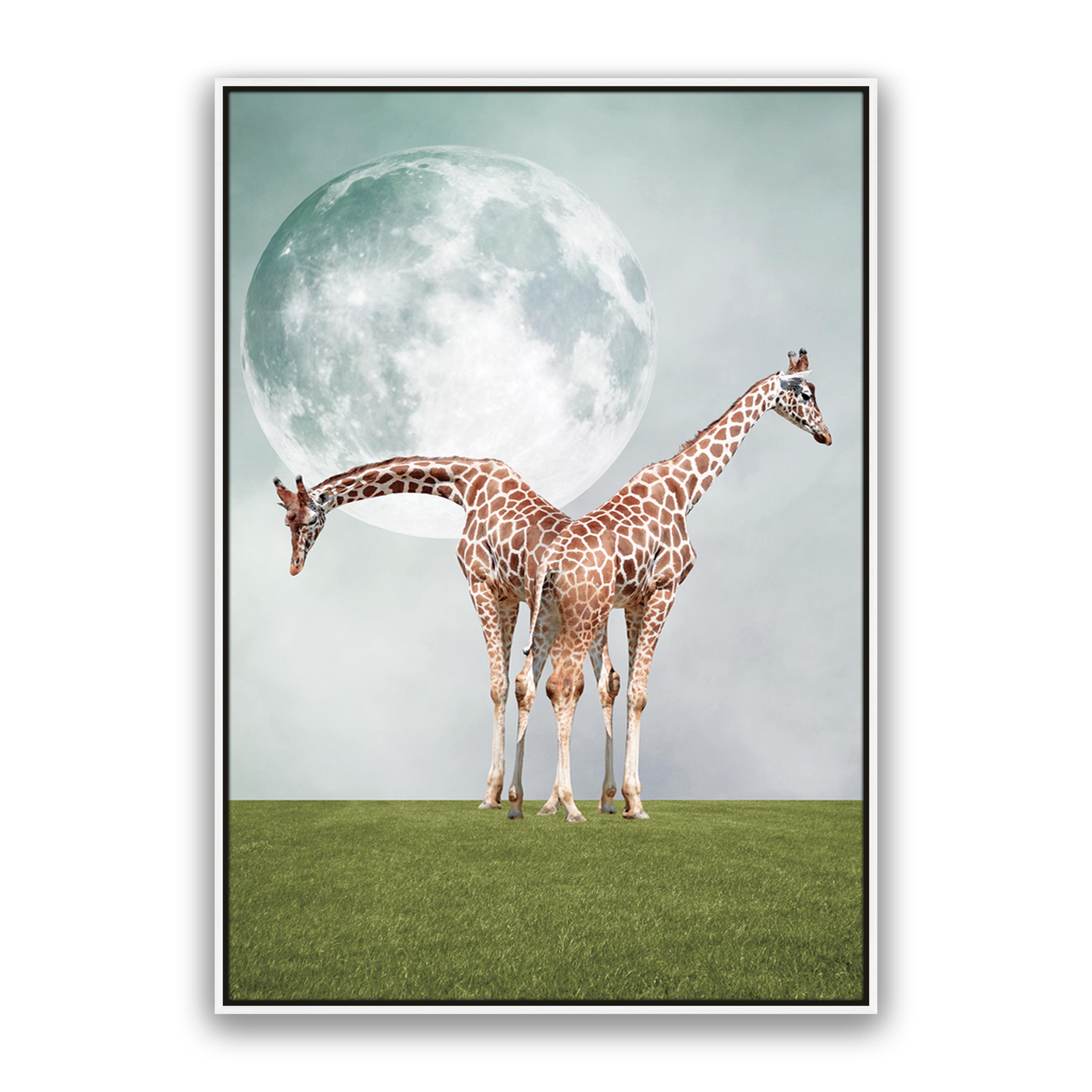 Two Giraffe's
