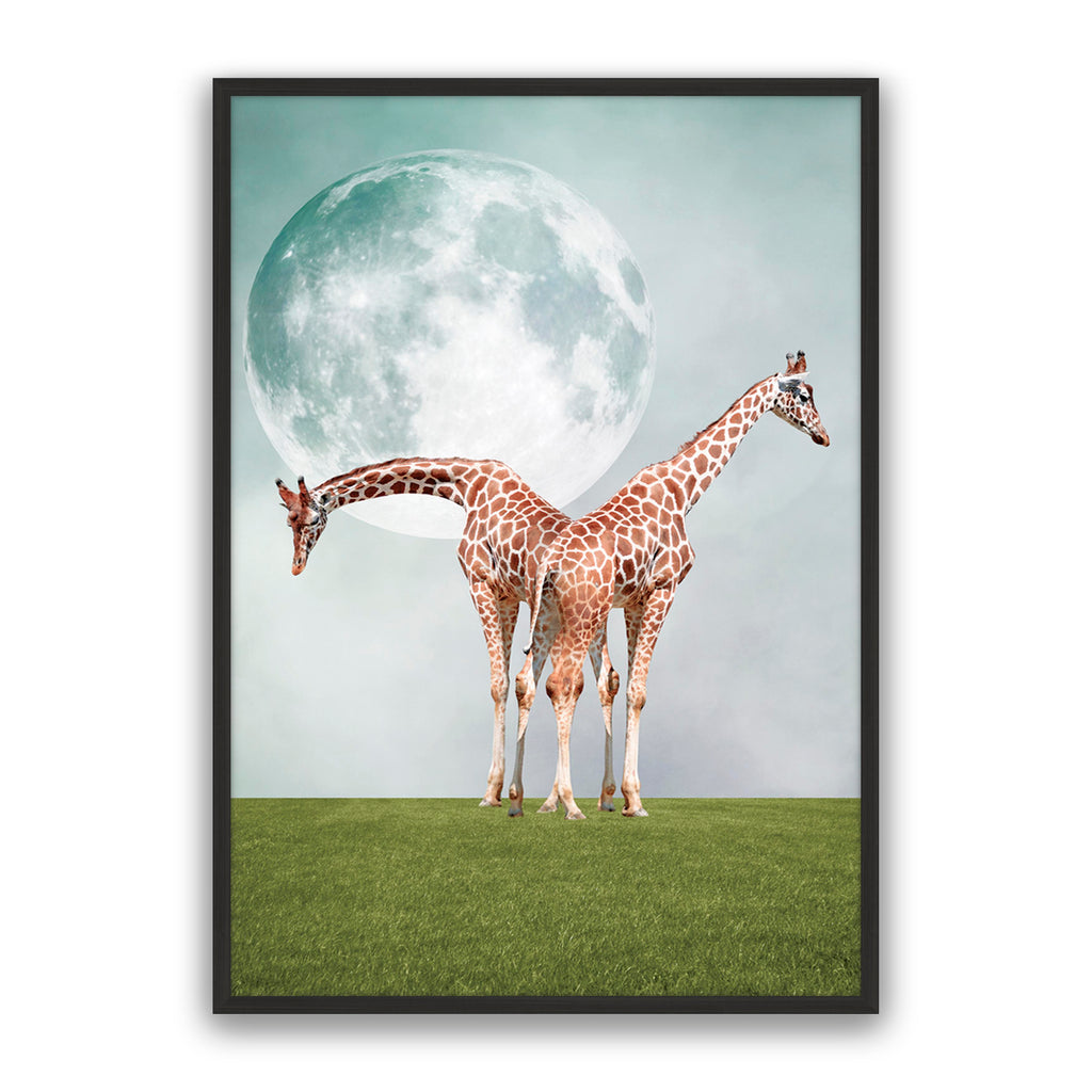 Two Giraffe's