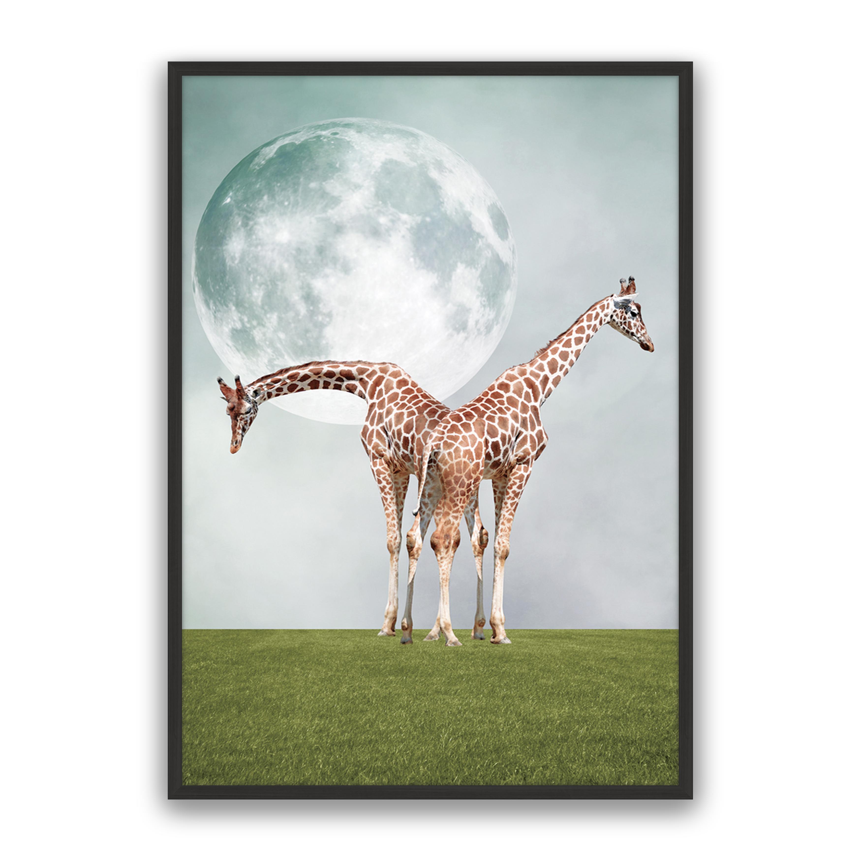 Two Giraffe's