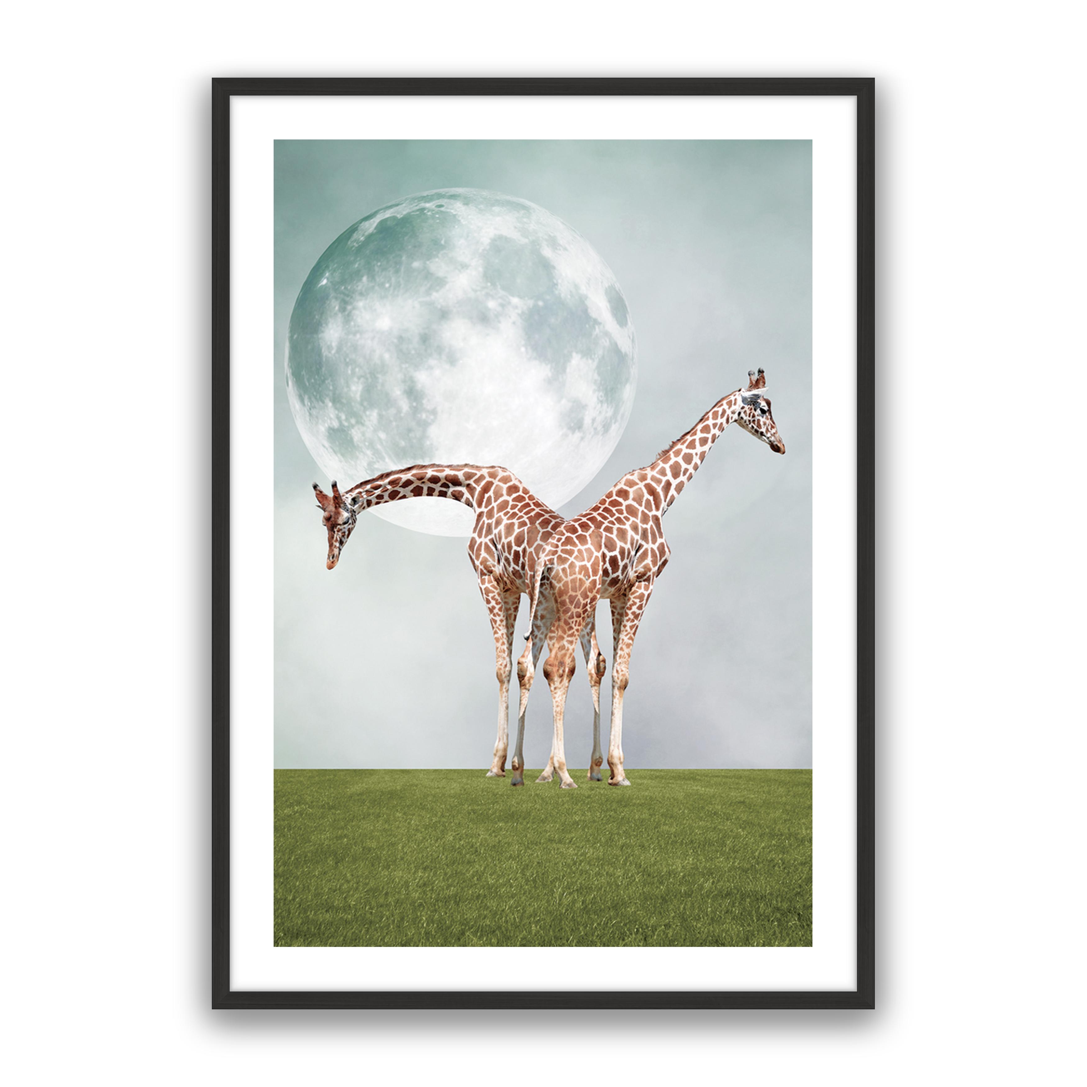 Two Giraffe's