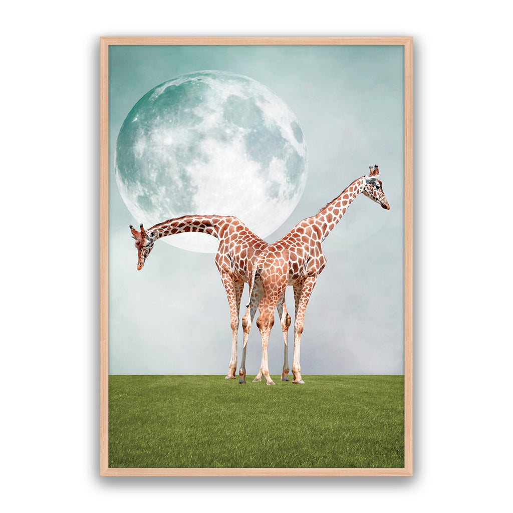 Two Giraffe's