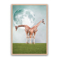 Two Giraffe's