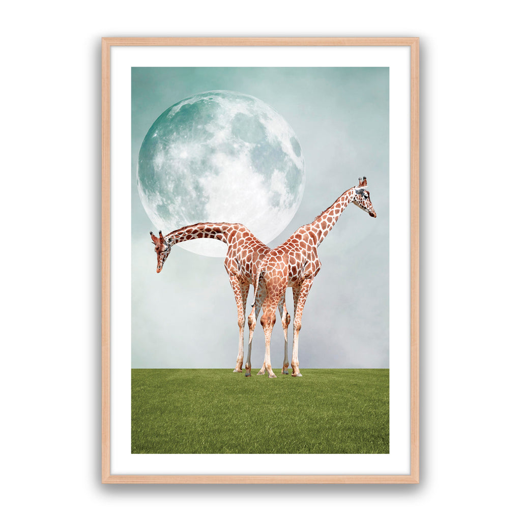 Two Giraffe's