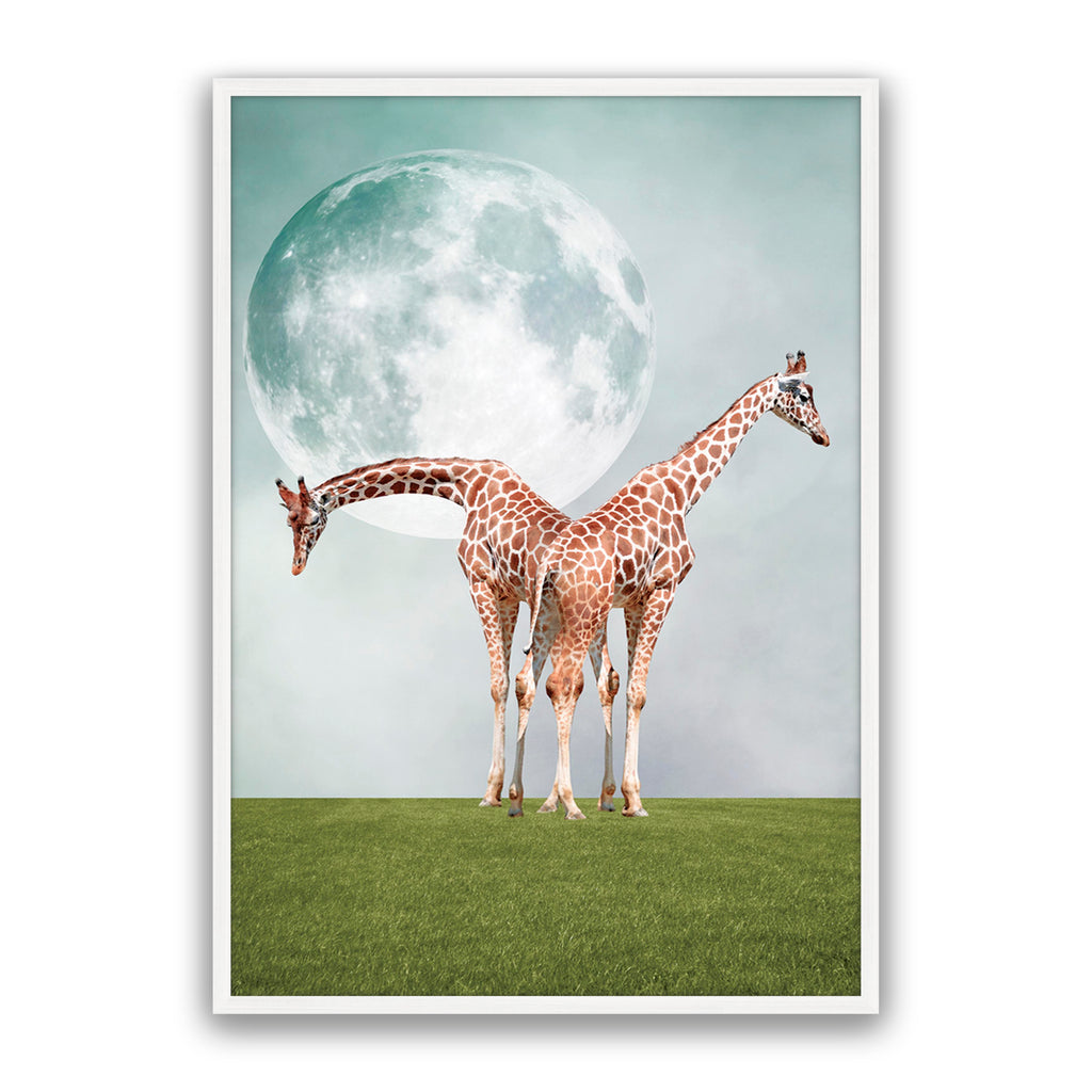 Two Giraffe's