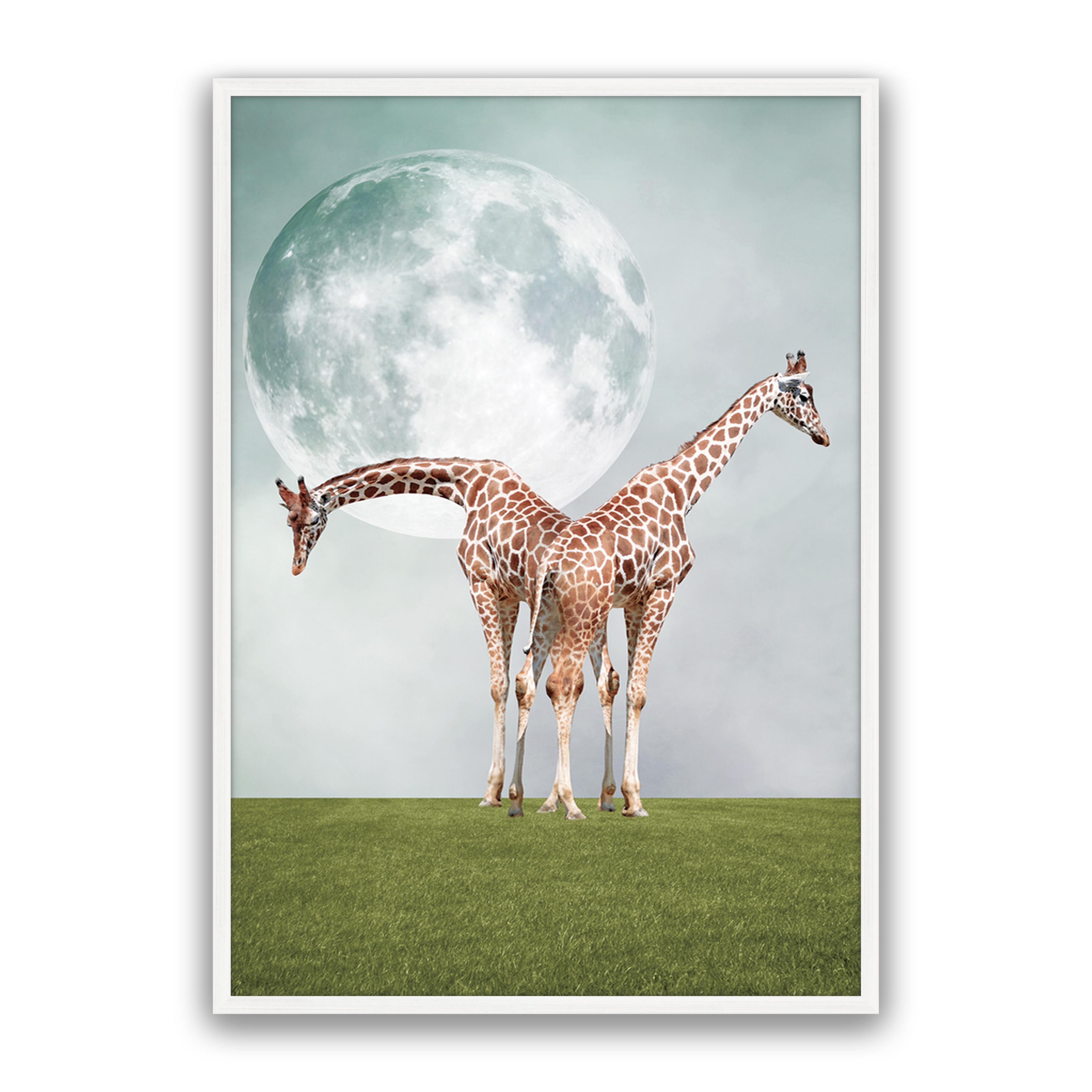 Two Giraffe's