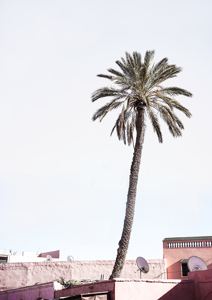 Moroccan Palm