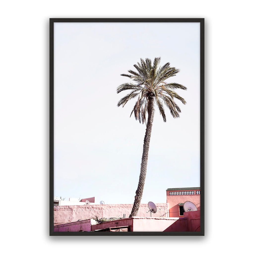 Moroccan Palm