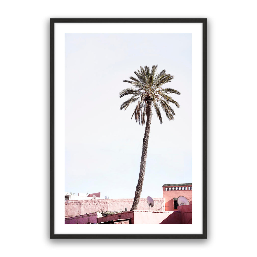 Moroccan Palm
