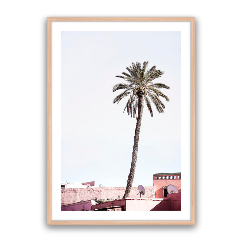 Moroccan Palm