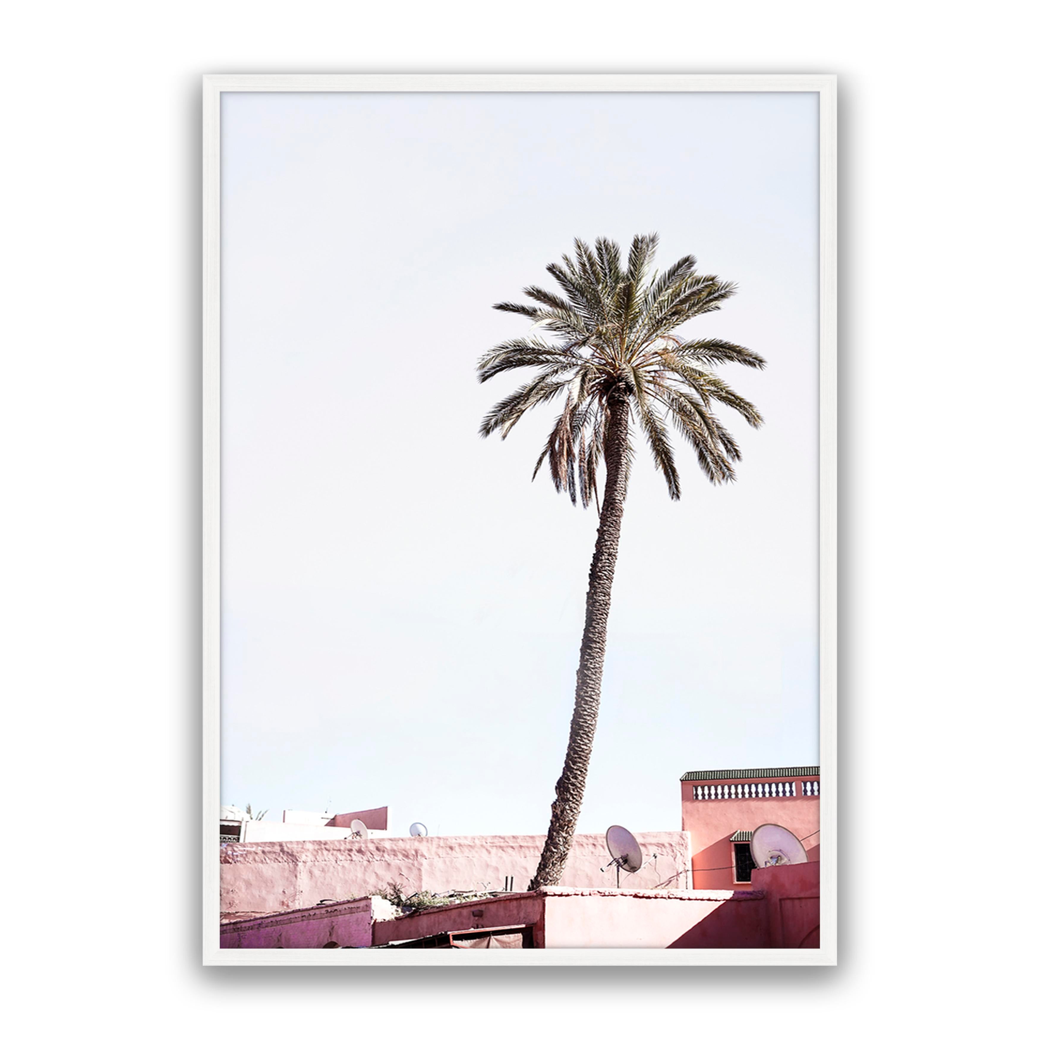 Moroccan Palm