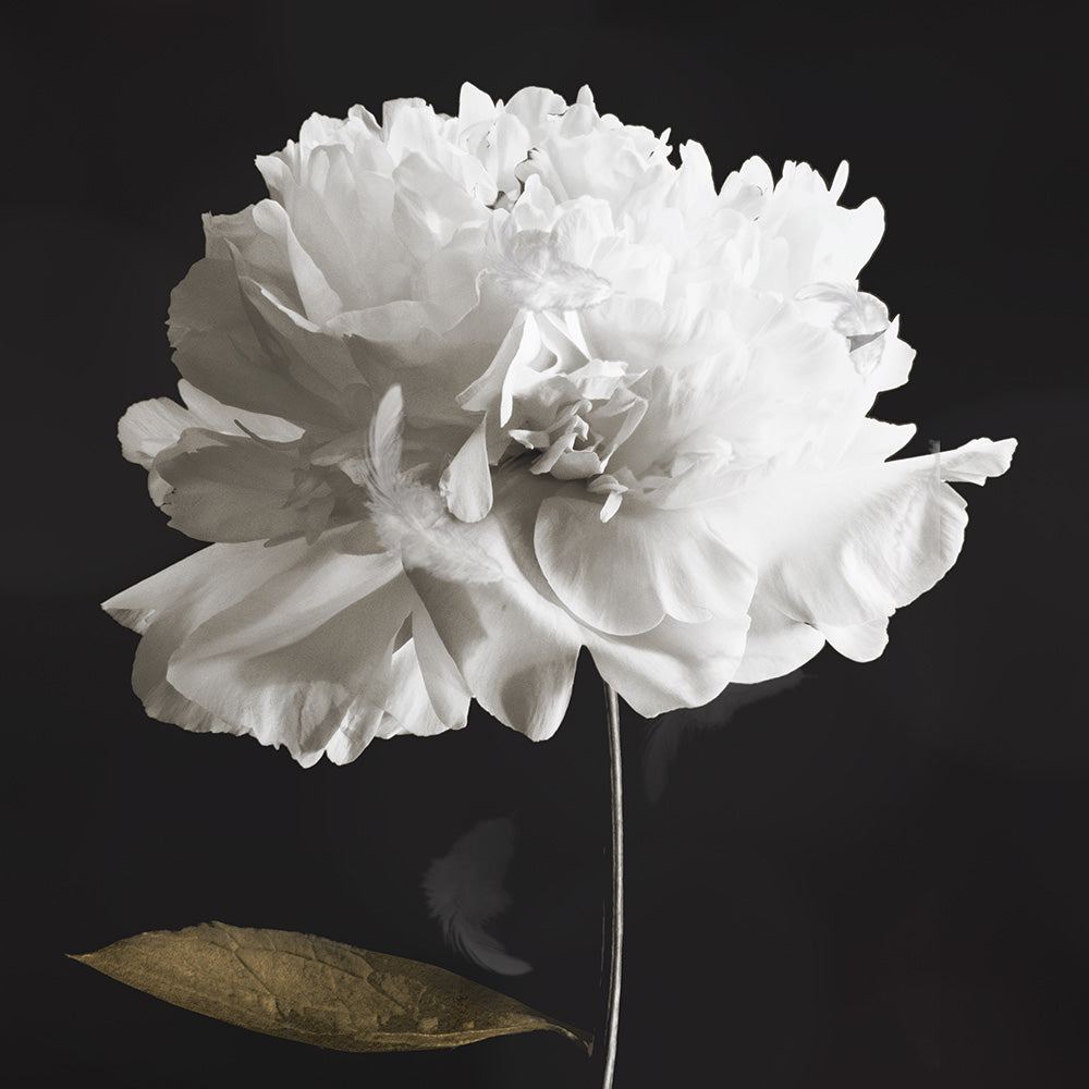 Noir Bloom