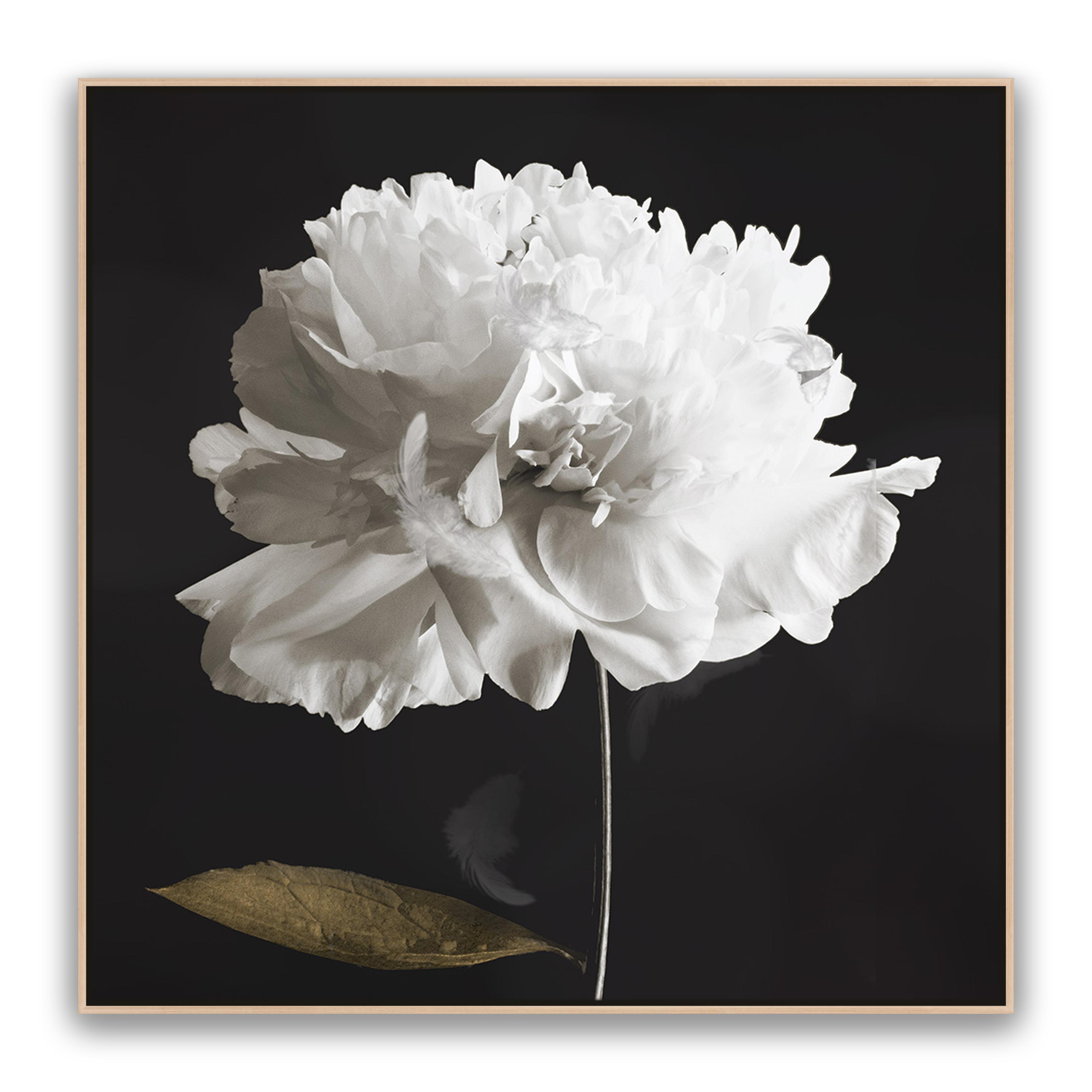 Noir Bloom