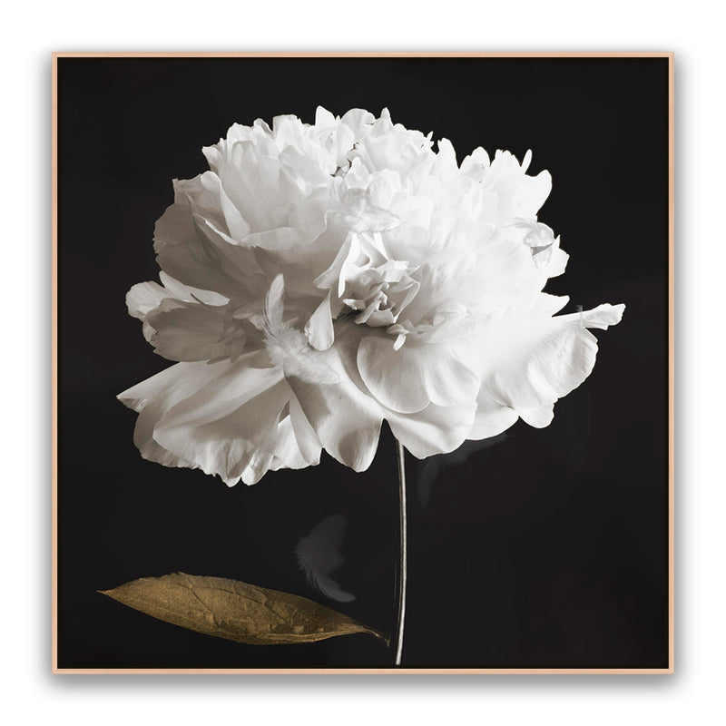 Noir Bloom