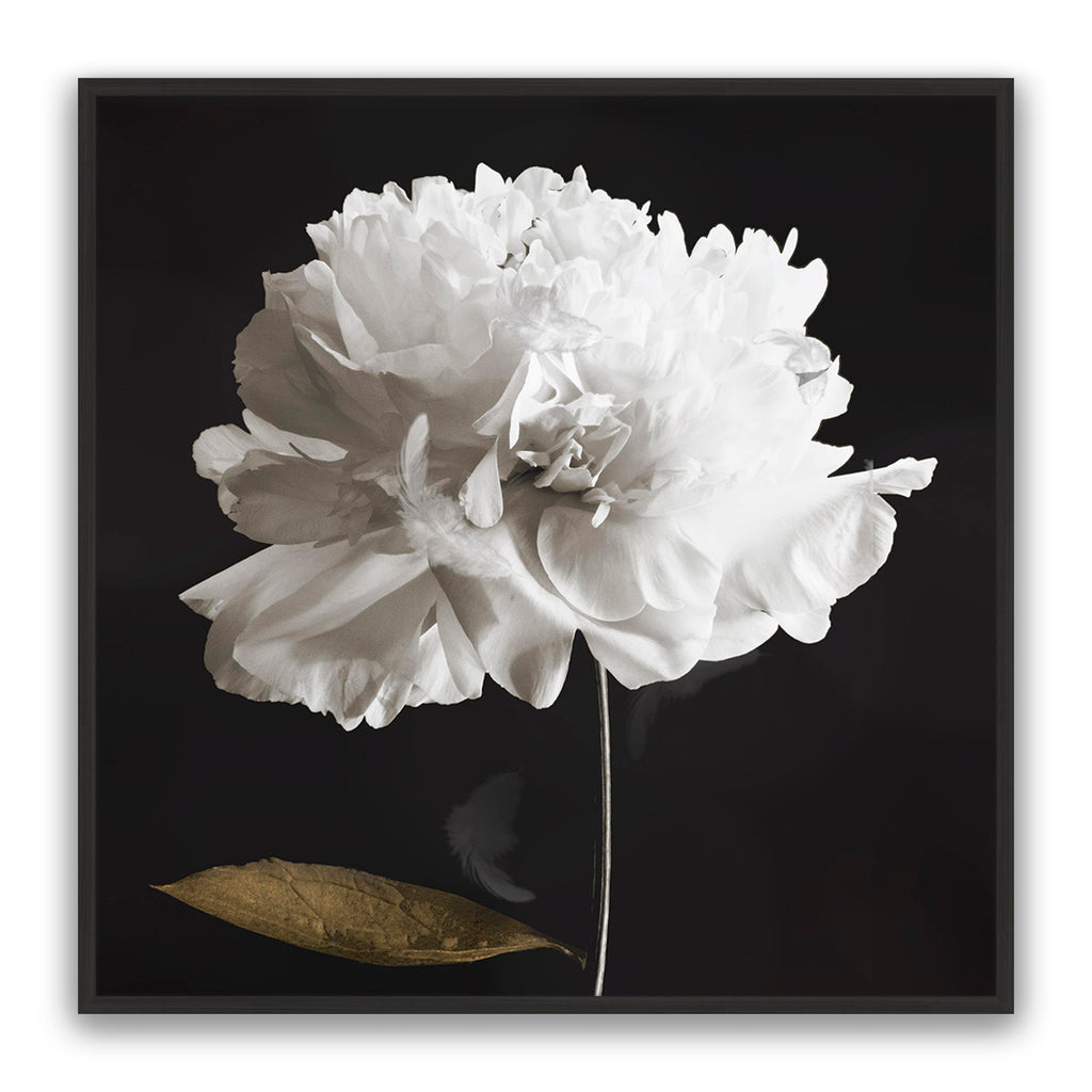 Noir Bloom