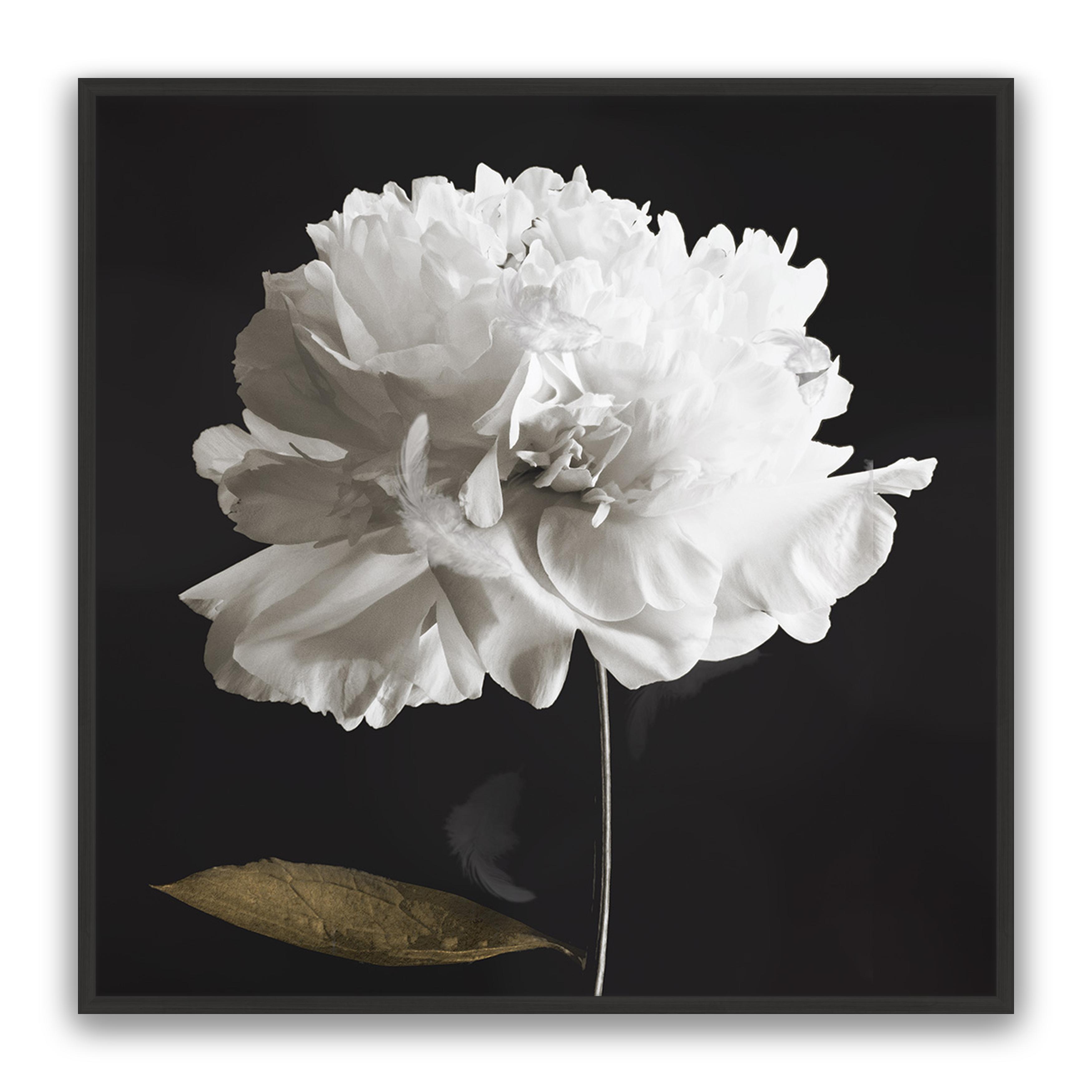 Noir Bloom