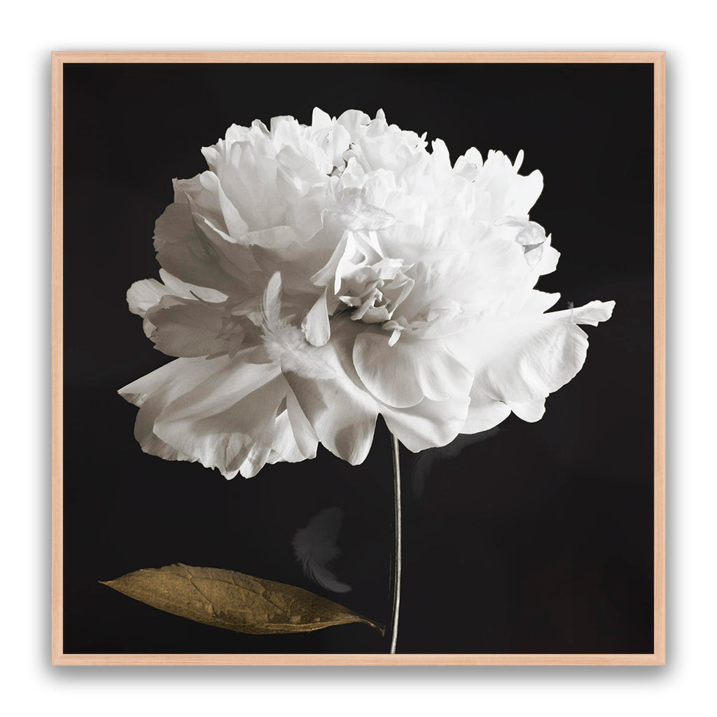 Noir Bloom