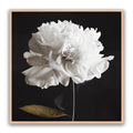 Noir Bloom