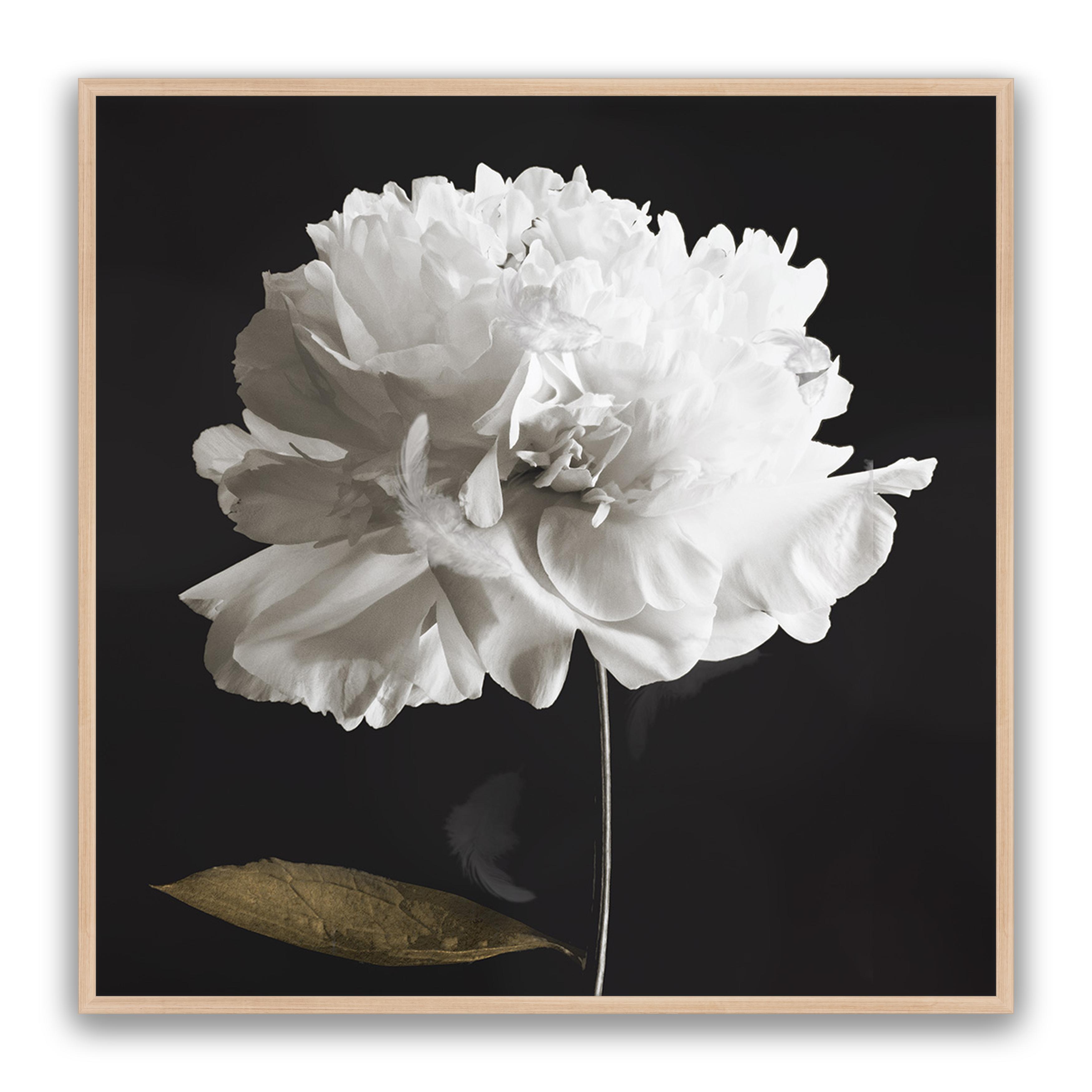 Noir Bloom