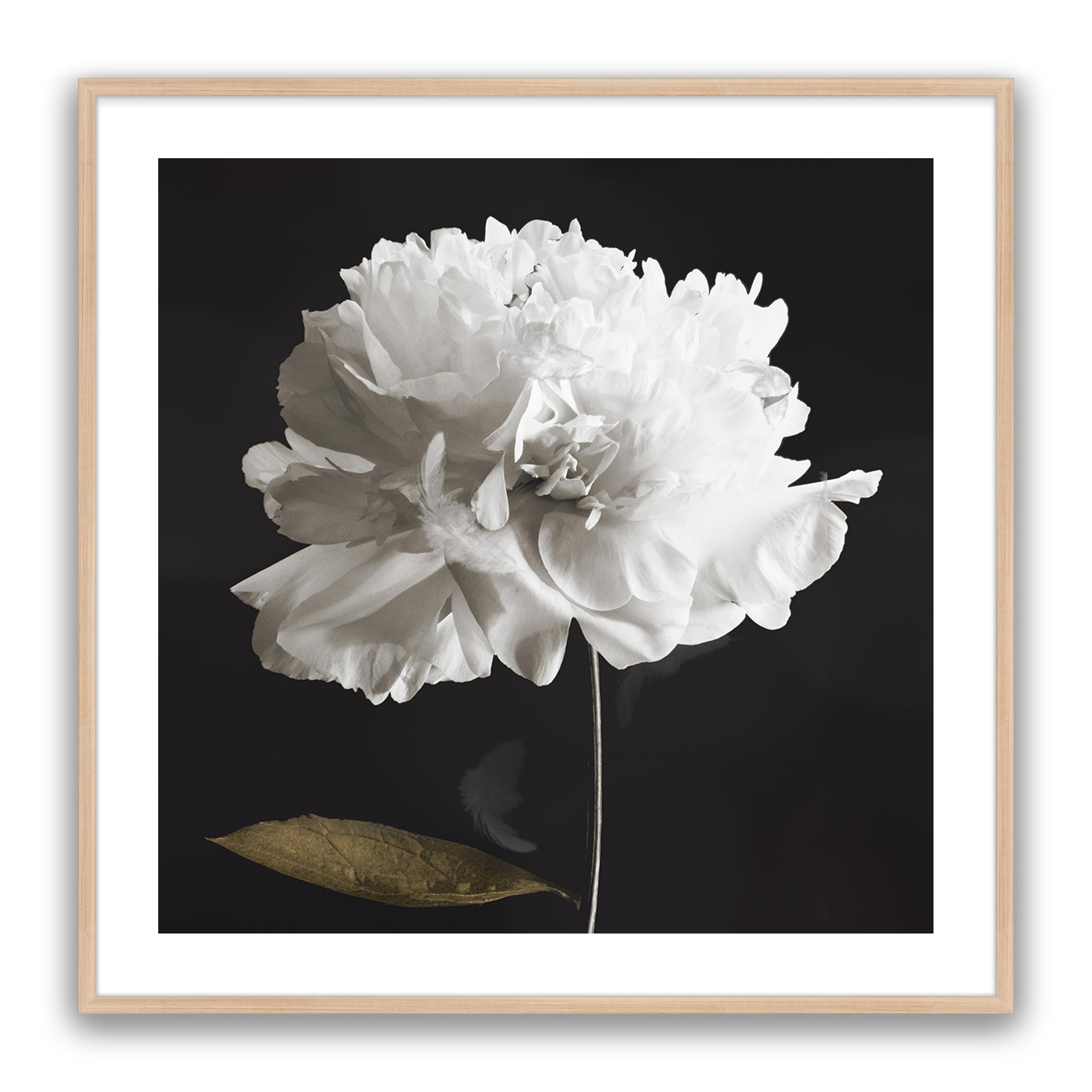 Noir Bloom