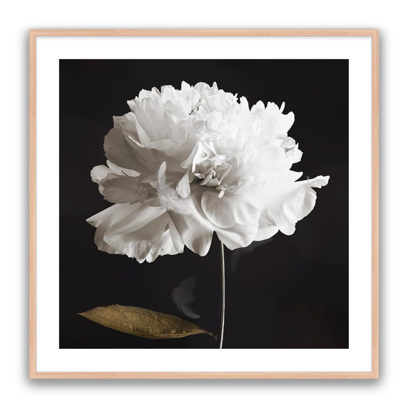 Noir Bloom