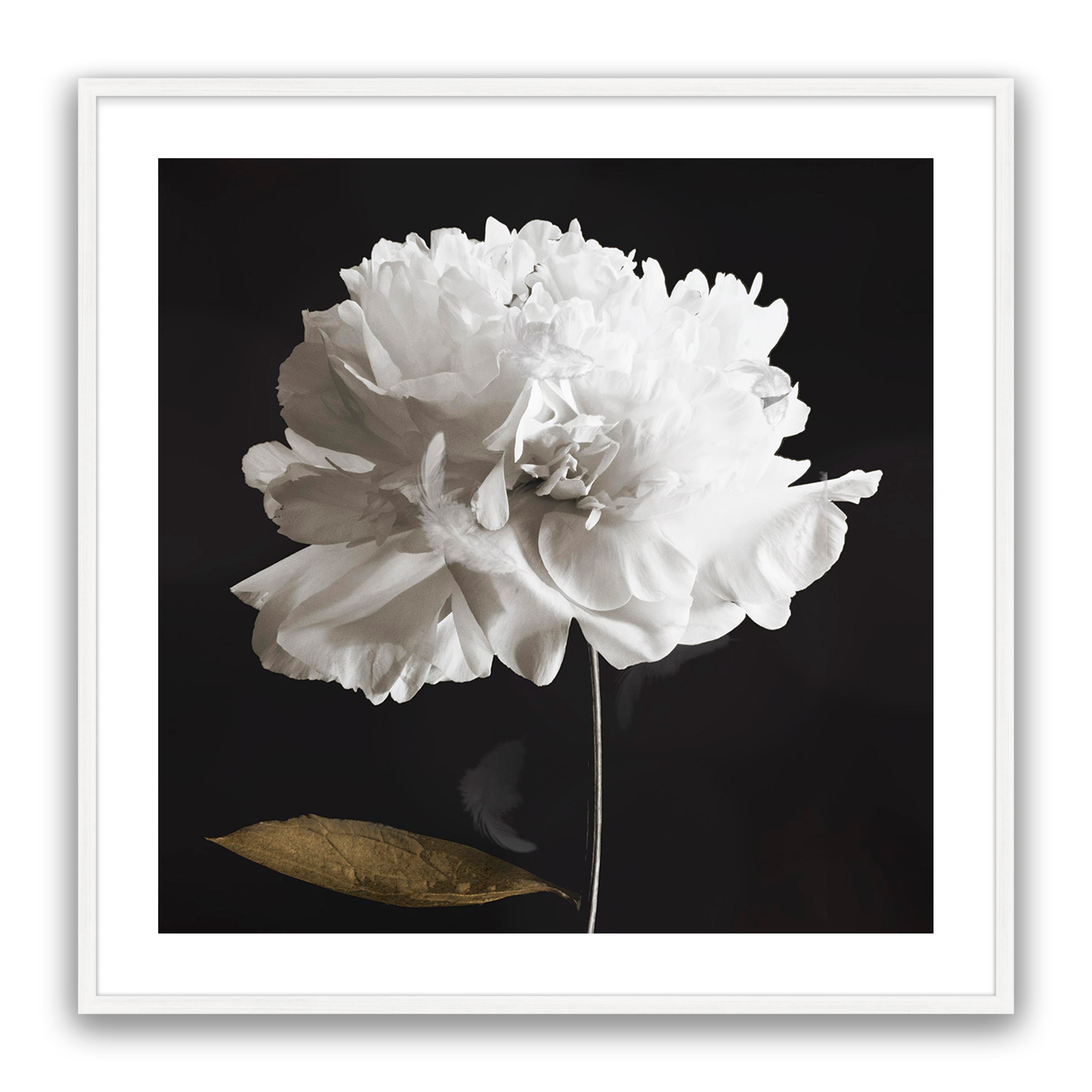 Noir Bloom