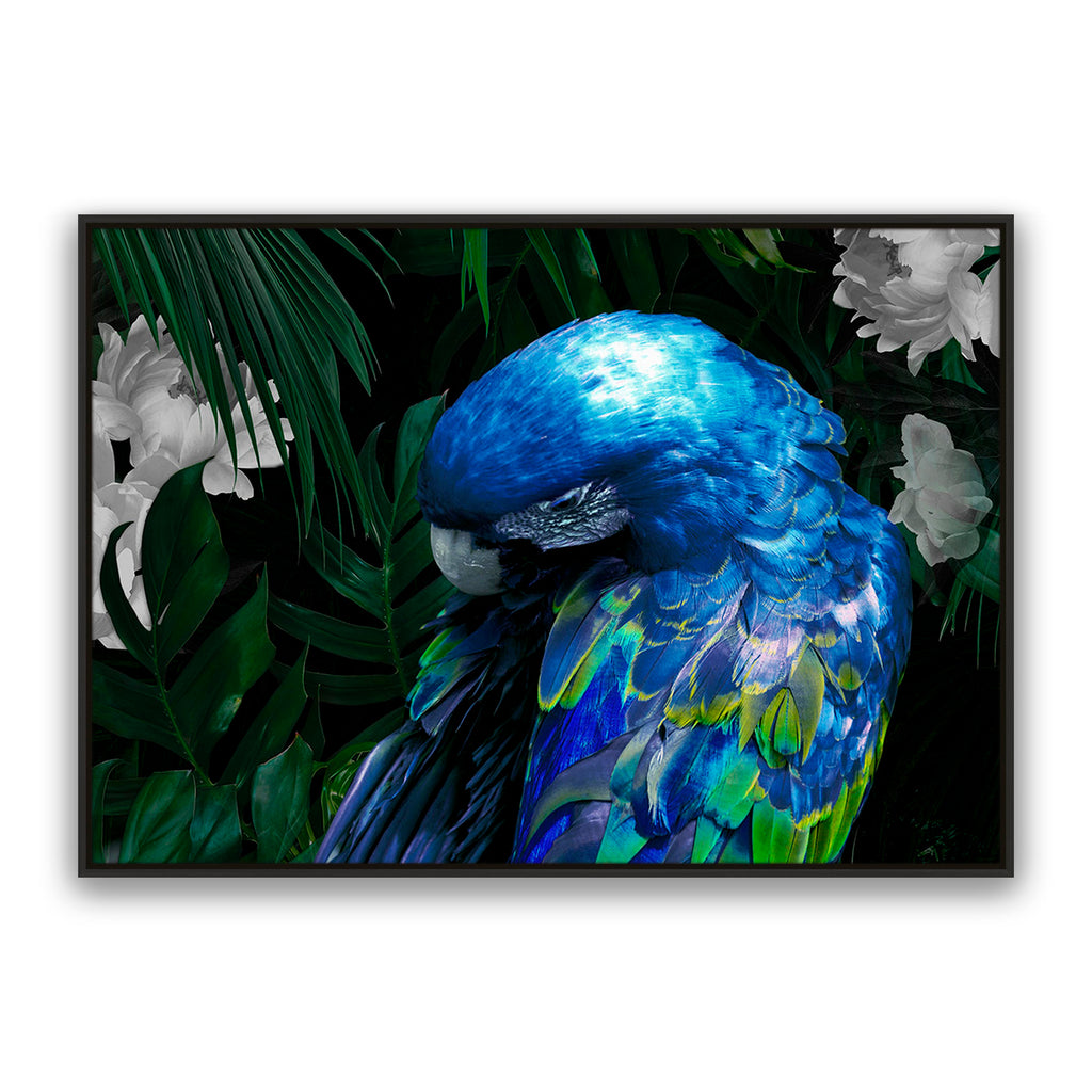 Zazu