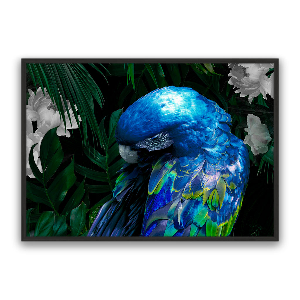 Zazu