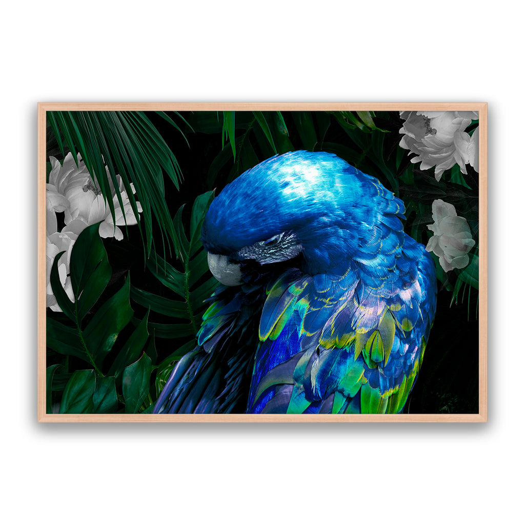 Zazu