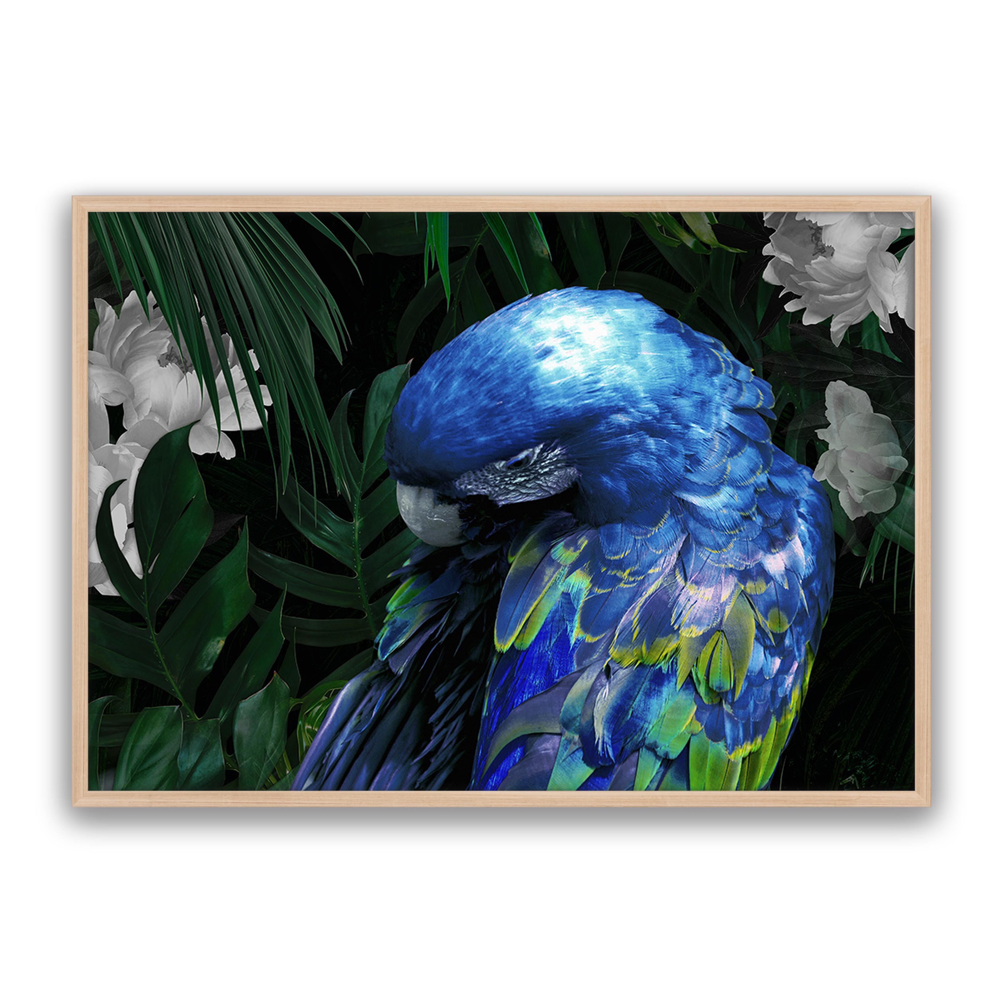 Zazu