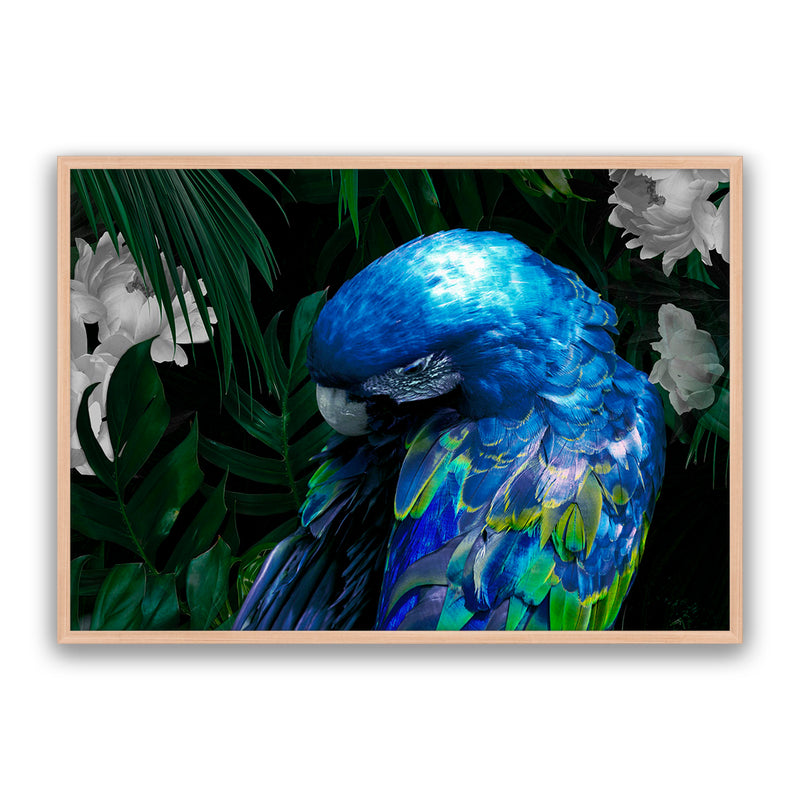 Zazu
