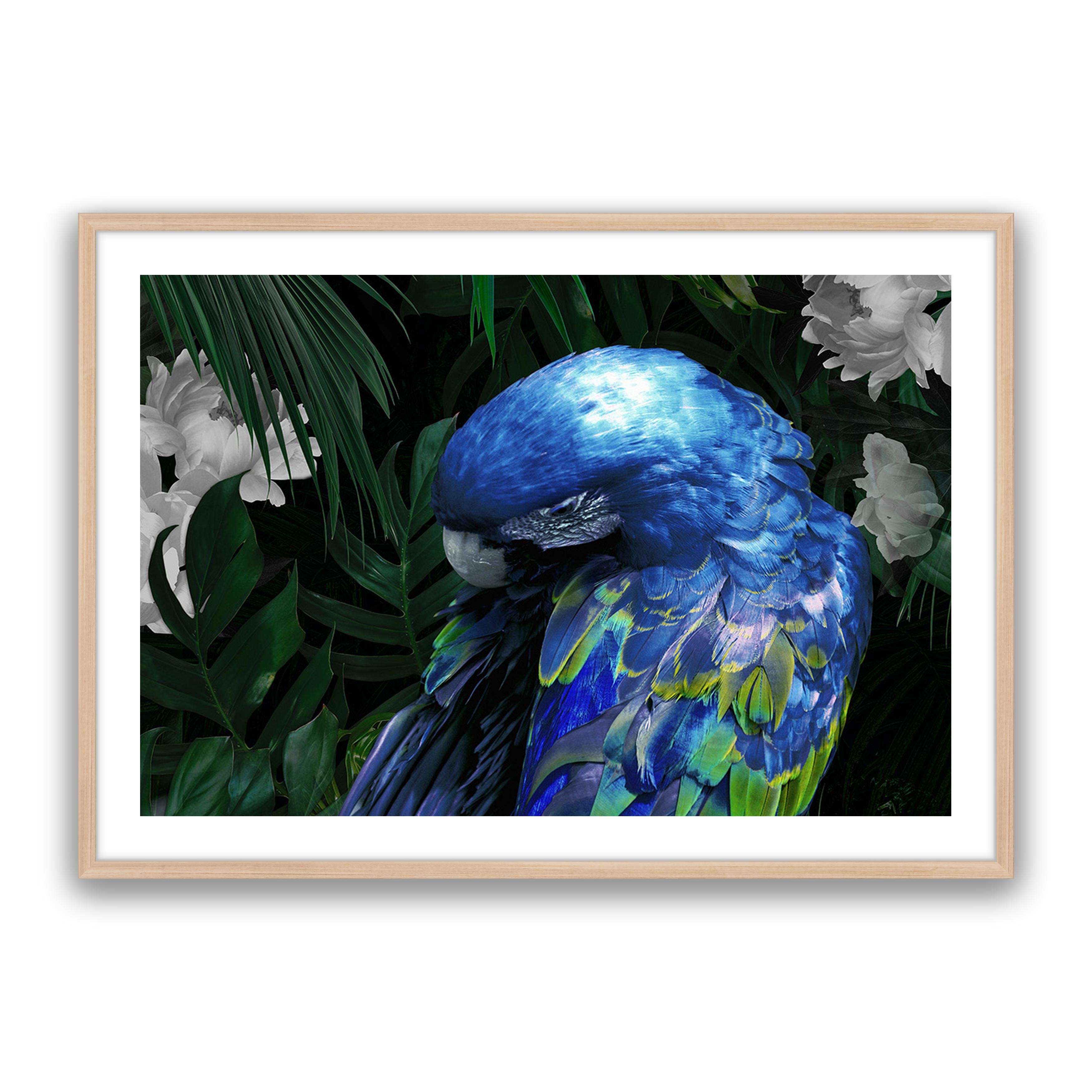 Zazu