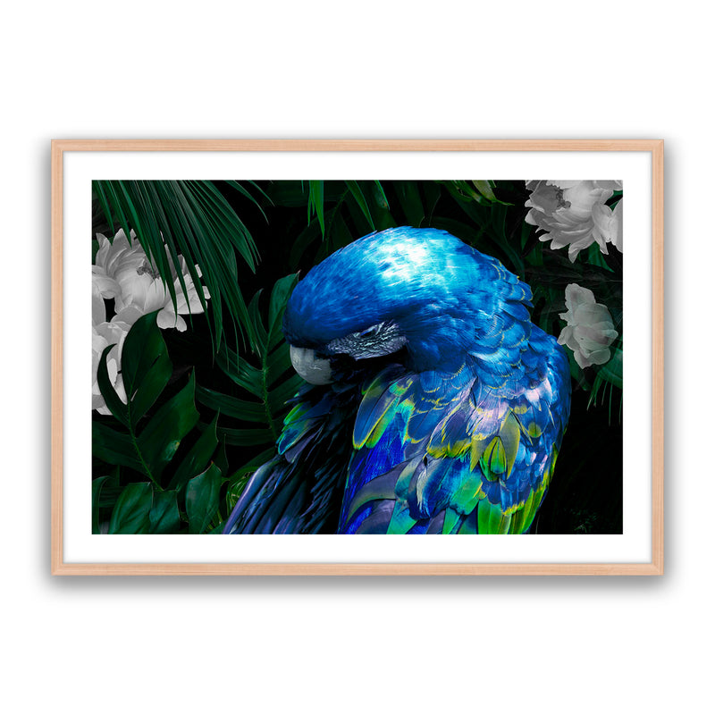 Zazu