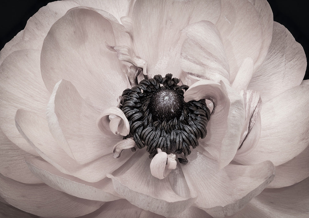 Crystal Bloom