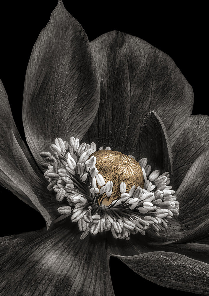 Gold Bud Flower