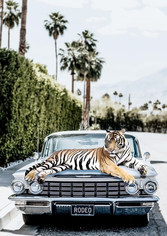 Rodeo Tiger
