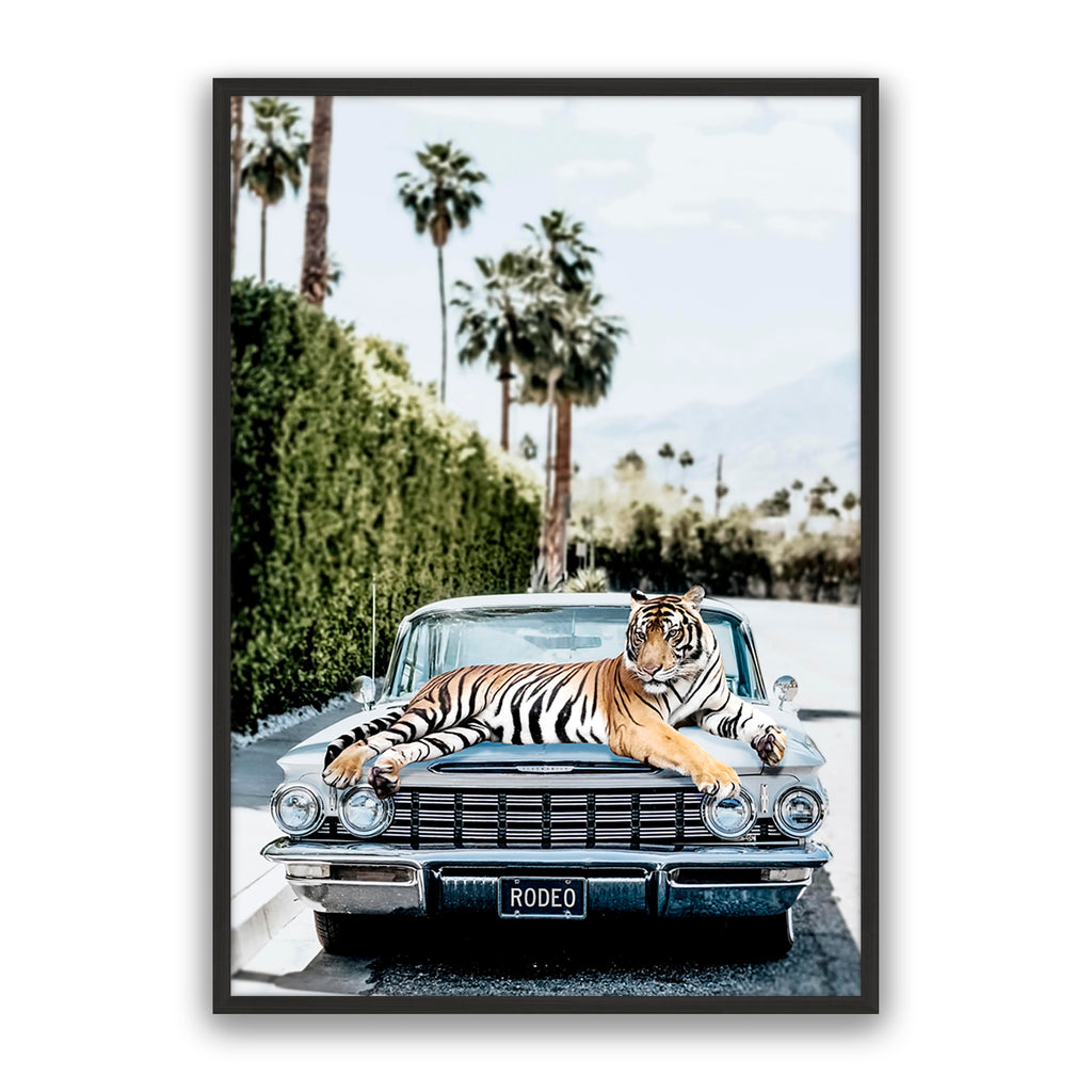 Rodeo Tiger
