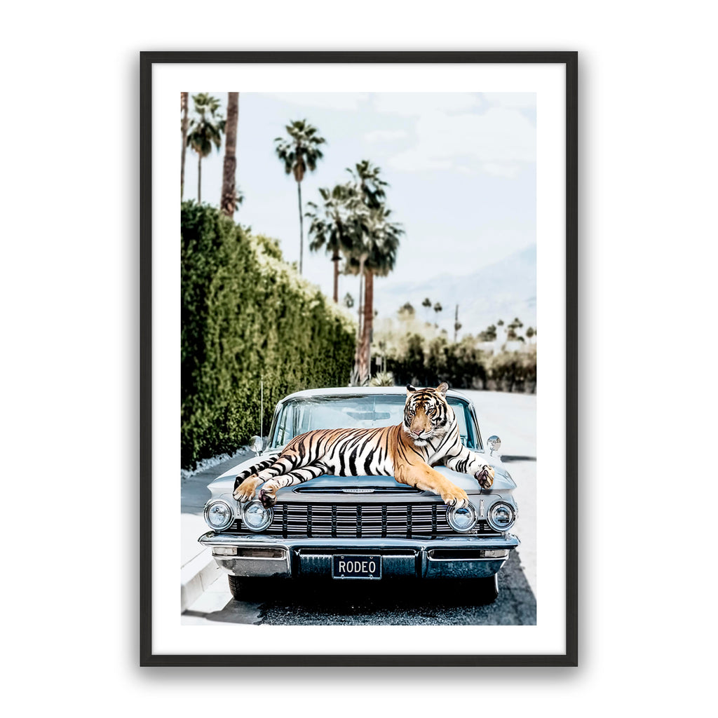 Rodeo Tiger