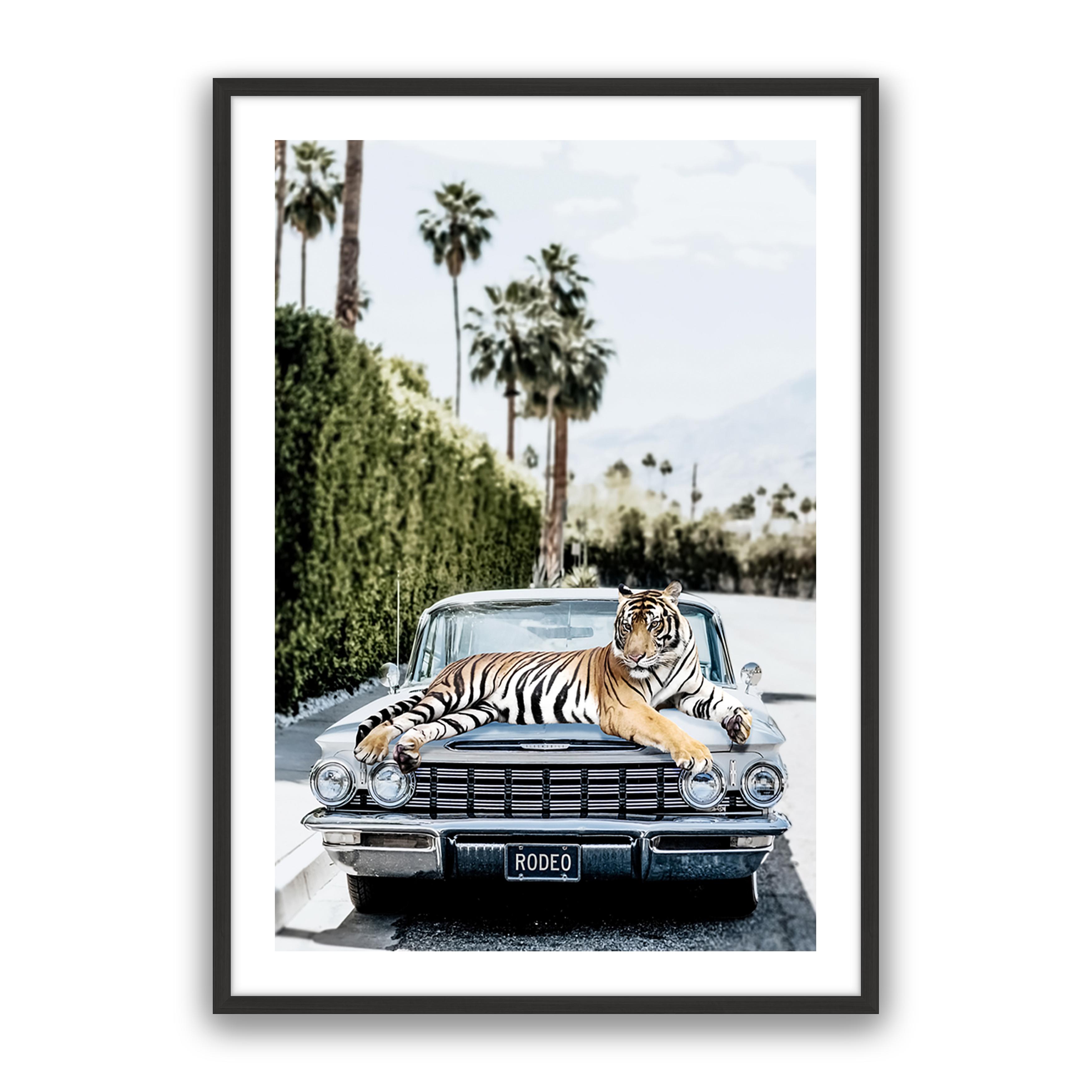 Rodeo Tiger