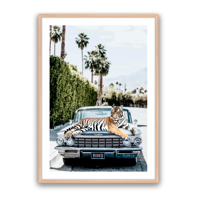 Rodeo Tiger