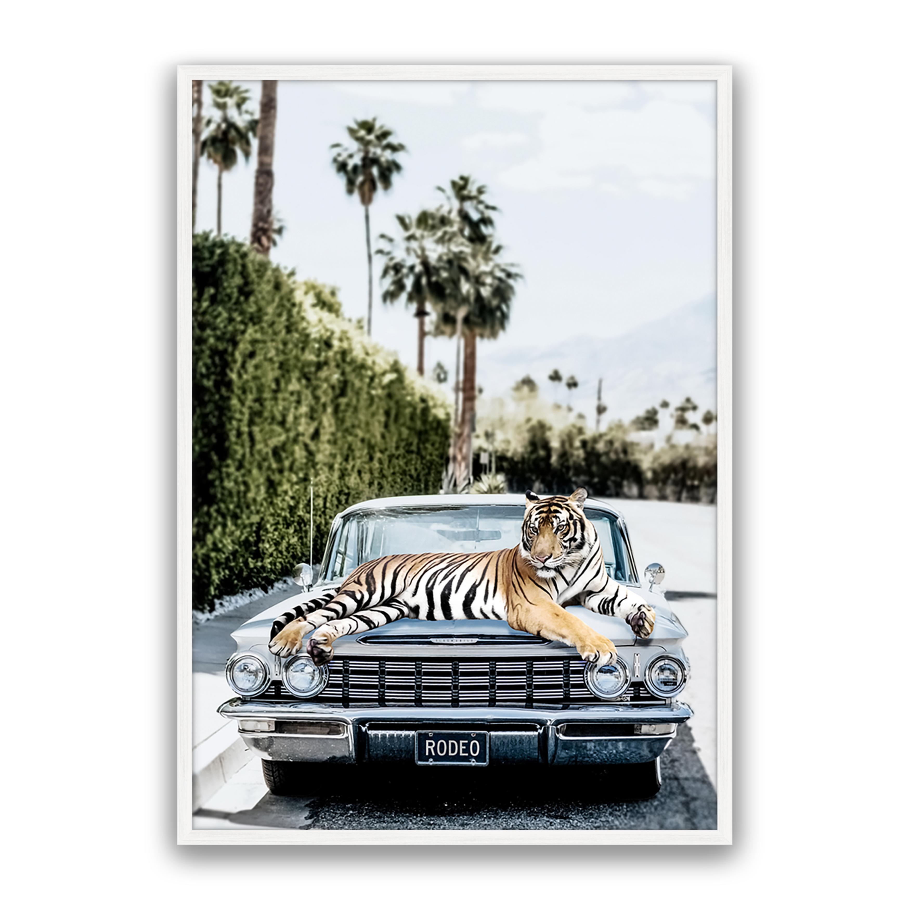 Rodeo Tiger
