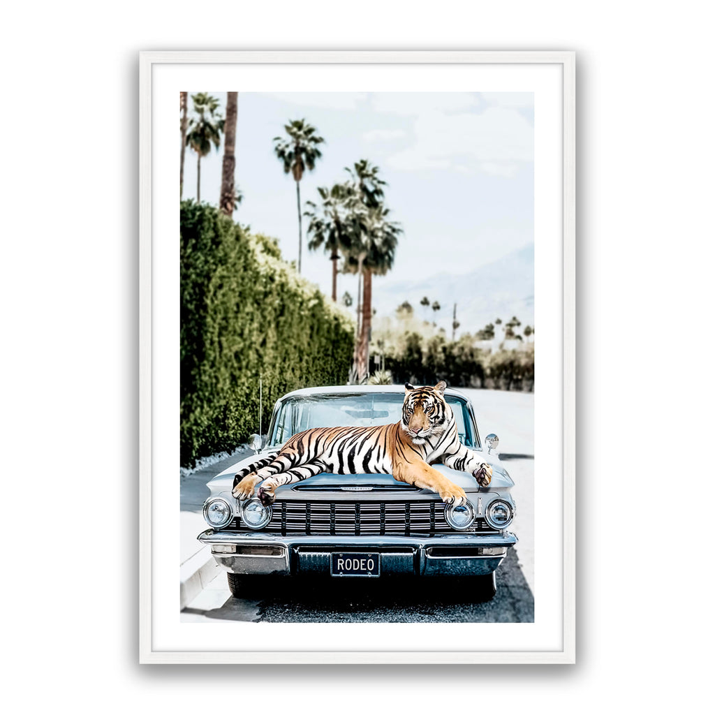 Rodeo Tiger