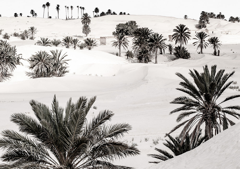 Desert Dream