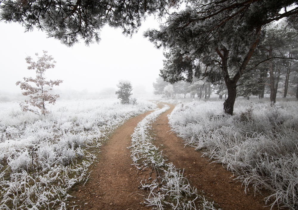 Snow Trail
