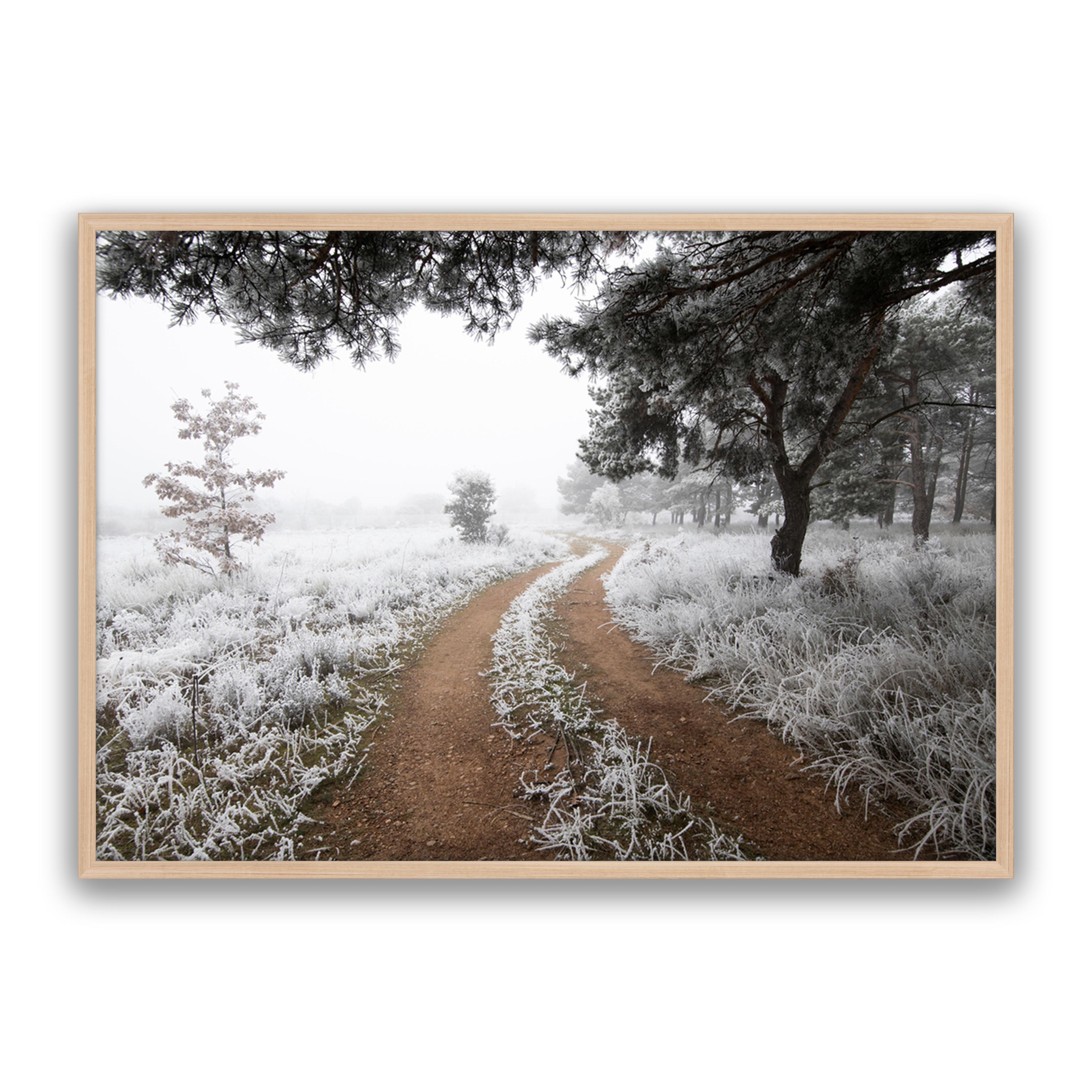 Snow Trail