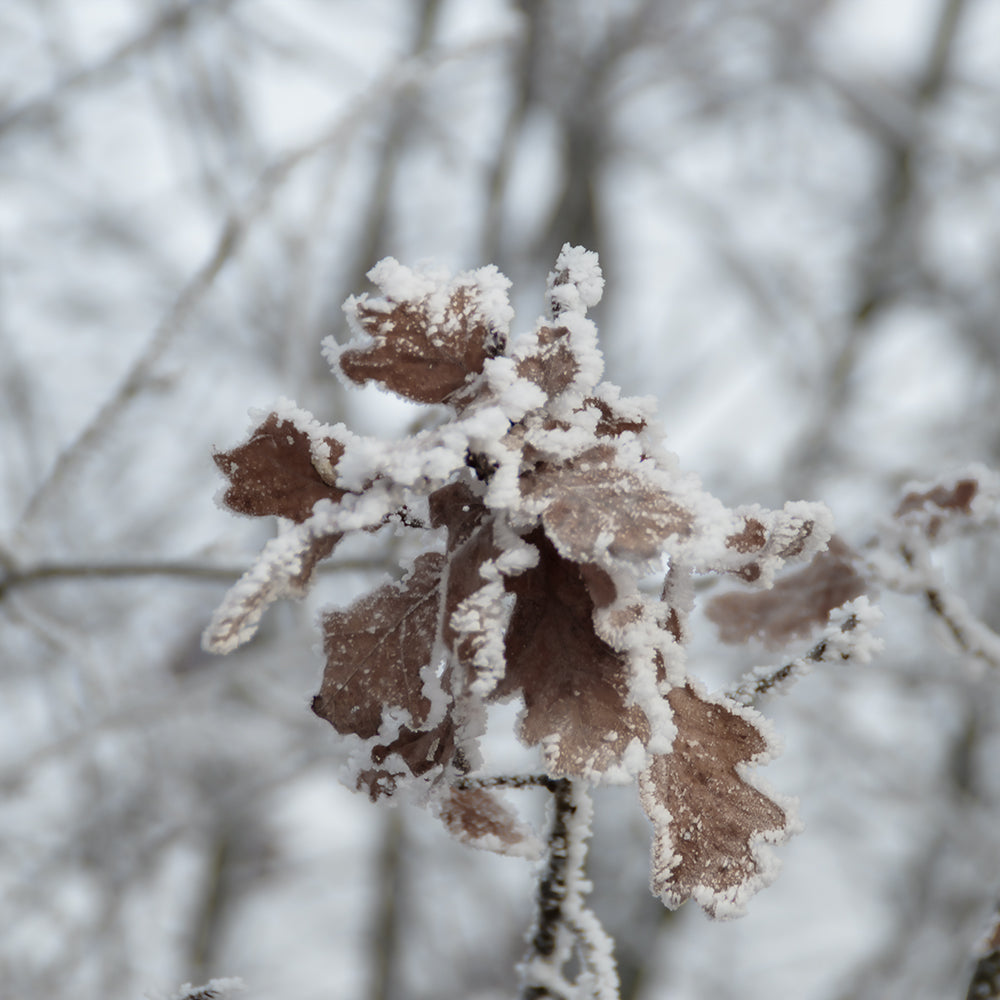 Walnut Leaf