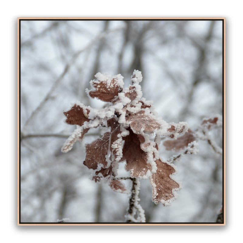 Walnut Leaf