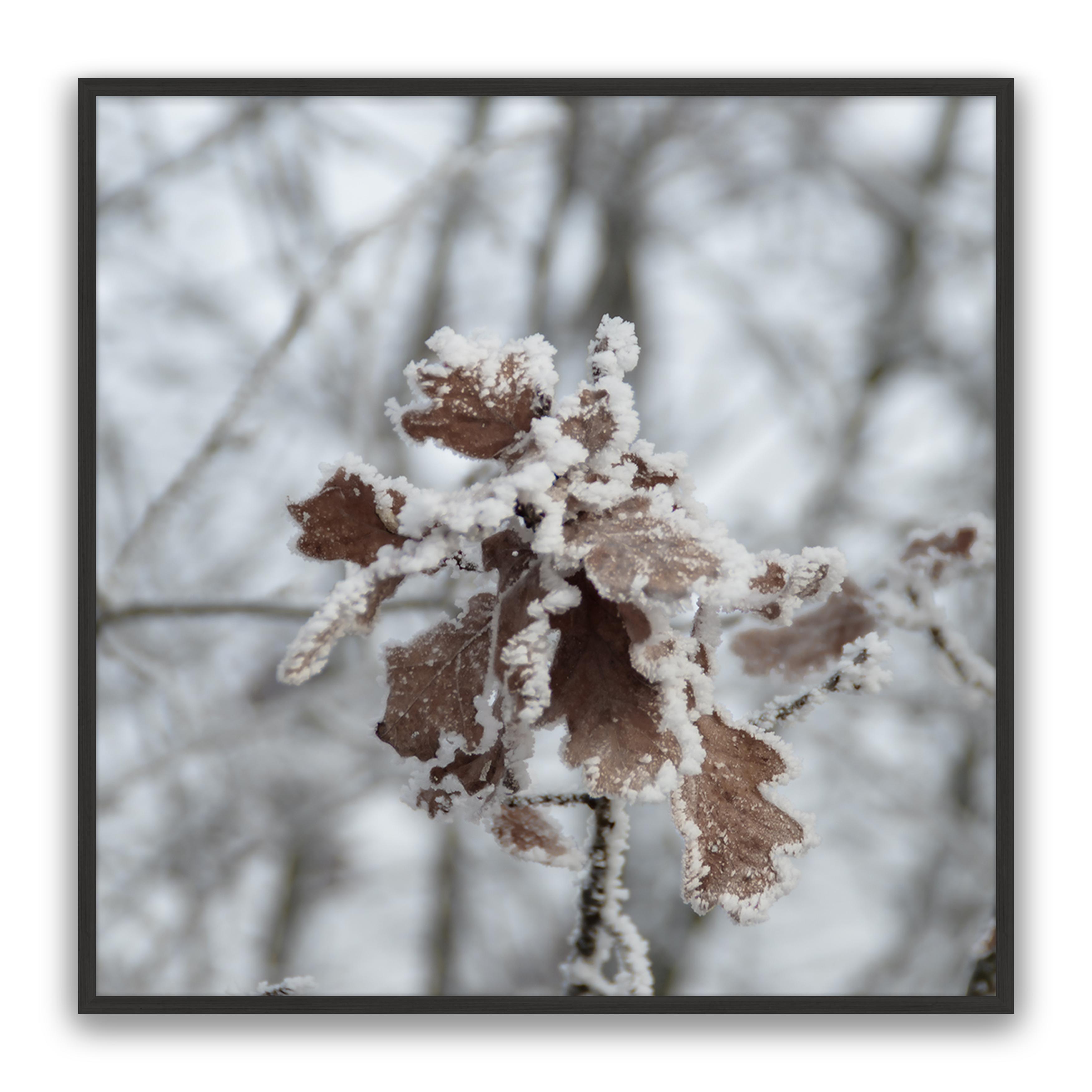 Walnut Leaf