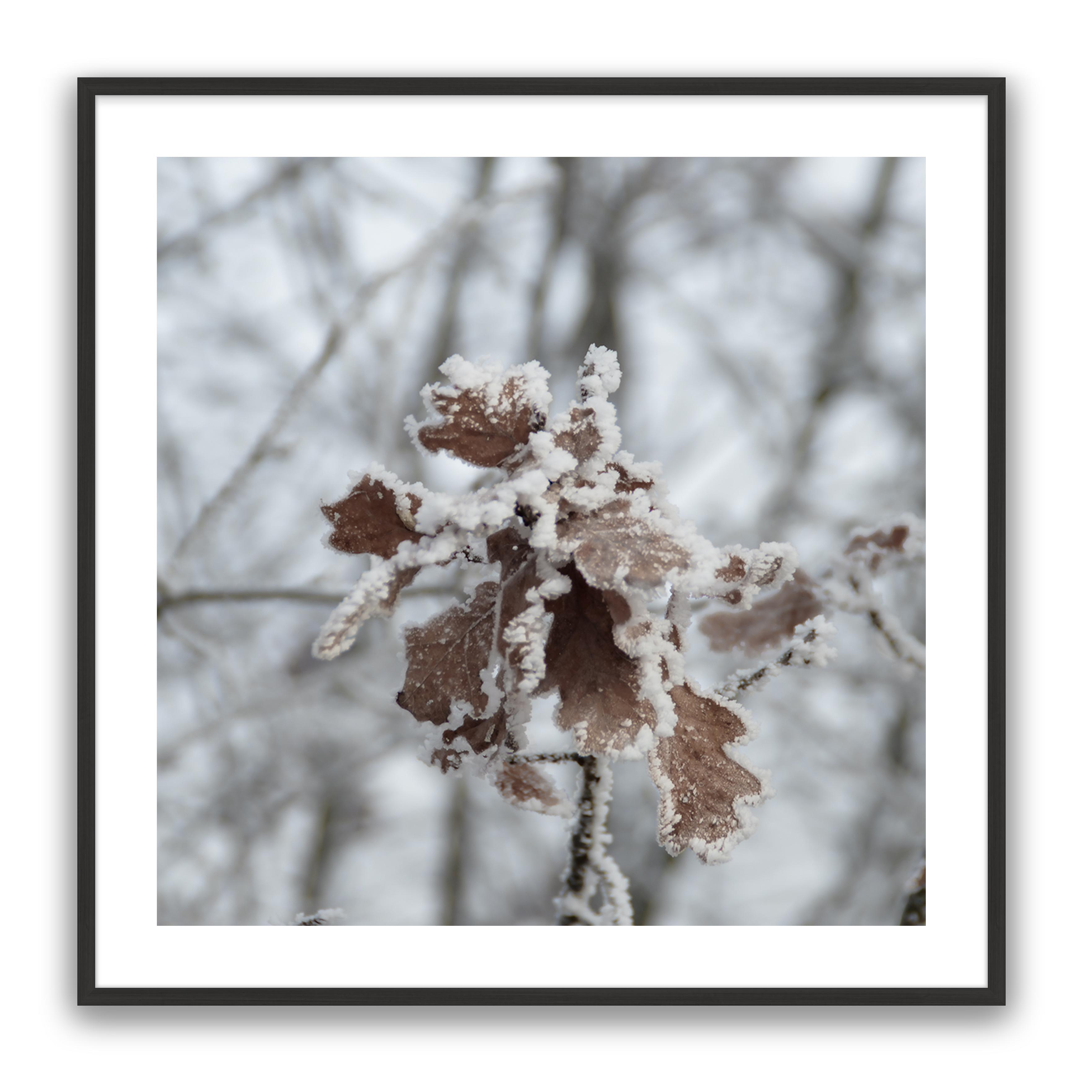 Walnut Leaf