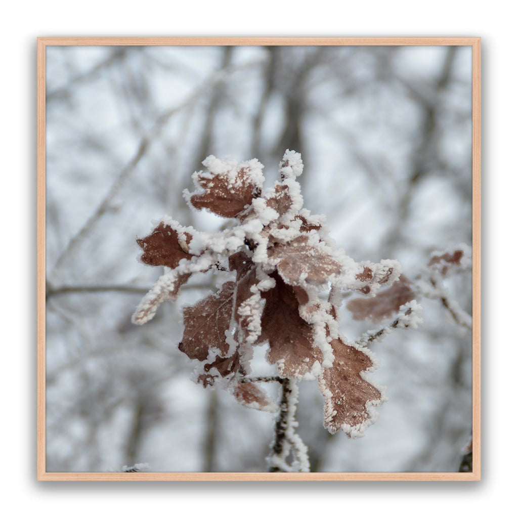 Walnut Leaf